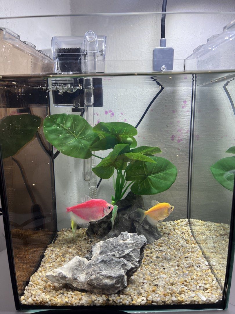 Akuarium ikan (Category: Homes & Other Pet Accessories) located in Kulim. Submitted by afiqahdayanaaa (Listing ID 1449124975, Image 2). Description: dapat semua sekali kecuali ikan postage i will inform later pickup area kulim.