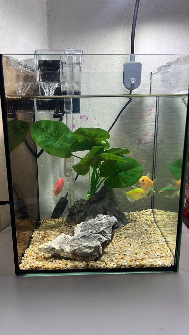 Akuarium ikan (Category: Homes & Other Pet Accessories) located in Kulim. Submitted by afiqahdayanaaa (Listing ID 1449124975, Image 1). Description: dapat semua sekali kecuali ikan postage i will inform later pickup area kulim.