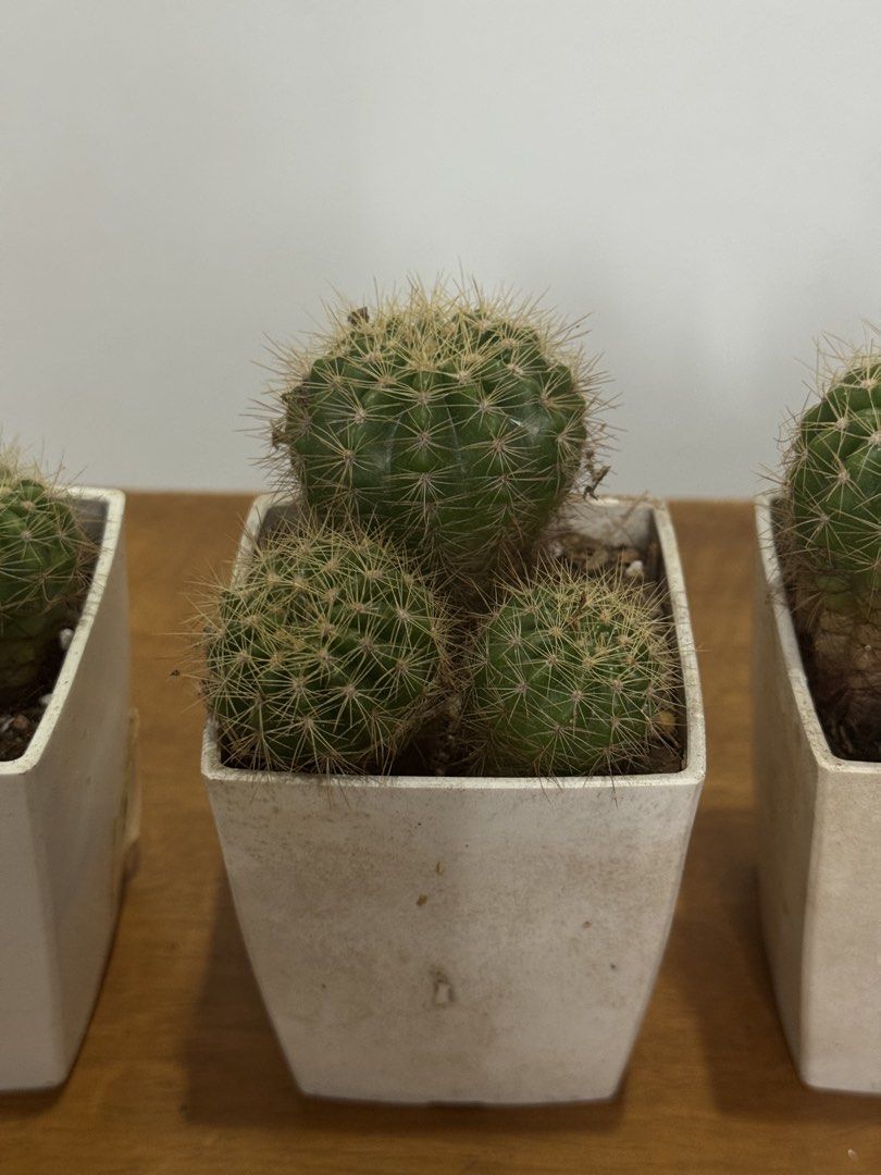 Cactus (Category: Plants & Seeds) located in Singapore. Submitted by alex_sg1 (Listing ID 1449197621, Image 3). Description: - cactus mid size - price is per piece - Low-maintenance and easy to care for - Comes in simple white pots - Adds a touch of greenery and desert charm to any space - Ideal for beginners and plant enthusiasts alike.