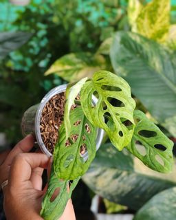 (Category: ) located in . Submitted by plantcorner (Listing ID 1449161212, Image 1). Description: .