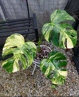 (Category: ) located in . Submitted by plantsnp (Listing ID 1449238764, Image 1). Description: .
