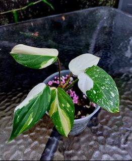 (Category: ) located in . Submitted by plantsnp (Listing ID 1449239445, Image 1). Description: .