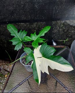 (Category: ) located in . Submitted by plantsnp (Listing ID 1449238146, Image 1). Description: .