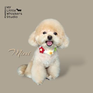 (Category: ) located in . Submitted by mylittlewhiskers (Listing ID 1449208588, Image 1). Description: .