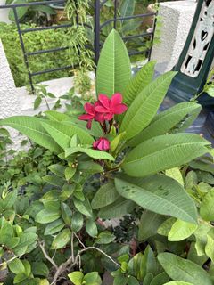(Category: ) located in . Submitted by tanbill (Listing ID 1449121443, Image 1). Description: .