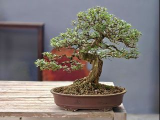 (Category: ) located in . Submitted by jia_bonsai_singapore (Listing ID 1449193259, Image 1). Description: .