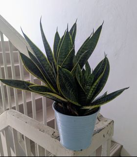 (Category: ) located in . Submitted by lotus_bud (Listing ID 1449127720, Image 1). Description: .