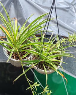 (Category: ) located in . Submitted by plantcorner (Listing ID 1449160936, Image 1). Description: .