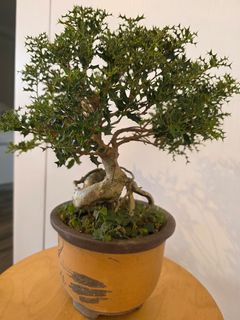 （分類：）位於 。 由 living_art 提交（商品編號 1449499997，圖片 1）。簡介： 。