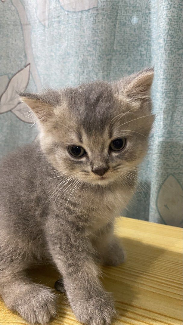Adorable Grey Cat/Kitten for Sale (Category: Looking For) located in Quezon City. Submitted by By_Eus (Listing ID 1449338089, Image 3). Description: - Adorable and playful grey kitten - Ready for a loving forever home - Very curious and loves to explore - Excellent companion for any family - Healthy and well-socialized - Come meet this sweet little one!.