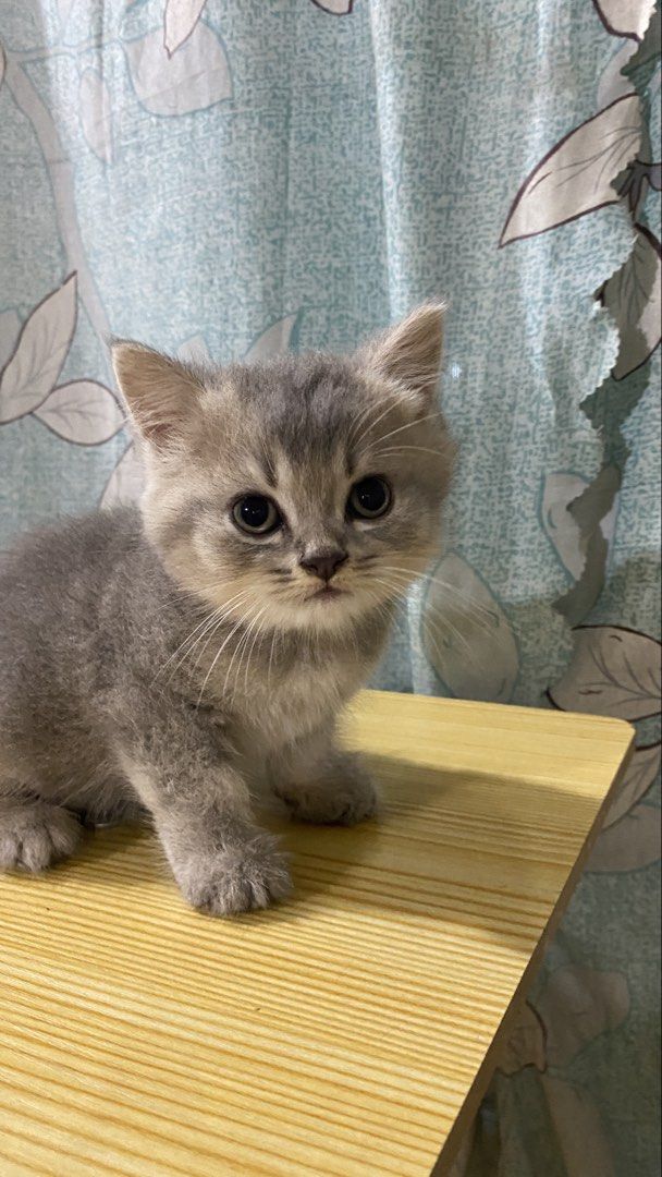 Adorable Grey Cat/Kitten for Sale (Category: Looking For) located in Quezon City. Submitted by By_Eus (Listing ID 1449338089, Image 2). Description: - Adorable and playful grey kitten - Ready for a loving forever home - Very curious and loves to explore - Excellent companion for any family - Healthy and well-socialized - Come meet this sweet little one!.