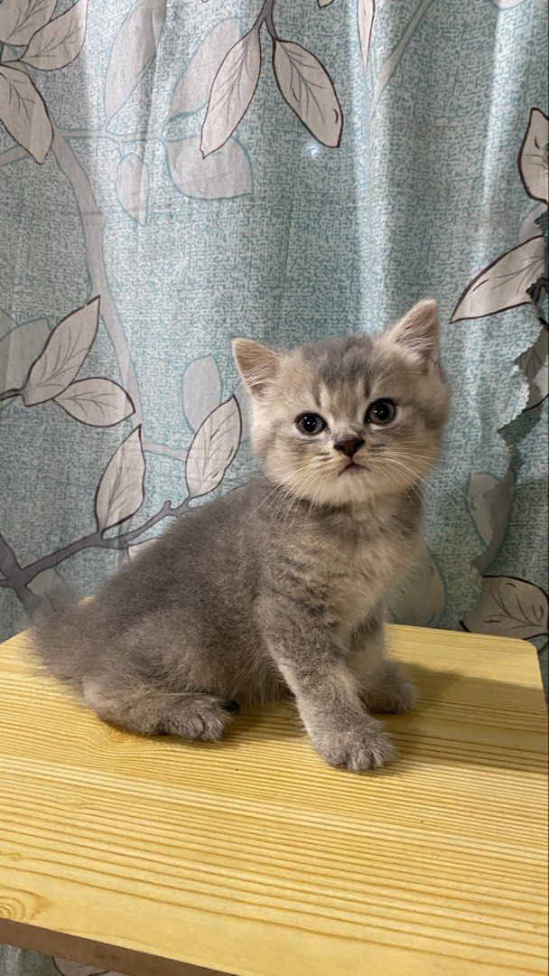 Adorable Grey Cat/Kitten for Sale (Category: Looking For) located in Quezon City. Submitted by By_Eus (Listing ID 1449338089, Image 1). Description: - Adorable and playful grey kitten - Ready for a loving forever home - Very curious and loves to explore - Excellent companion for any family - Healthy and well-socialized - Come meet this sweet little one!.
