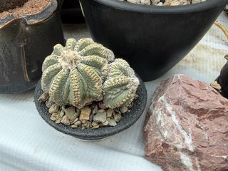 (Category: ) located in . Submitted by cuteplantsworld (Listing ID 1449443087, Image 1). Description: .