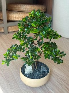 (Category: ) located in . Submitted by tengreenfingers (Listing ID 1449462127, Image 1). Description: .