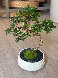 (Category: ) located in . Submitted by tengreenfingers (Listing ID 1449462565, Image 1). Description: .