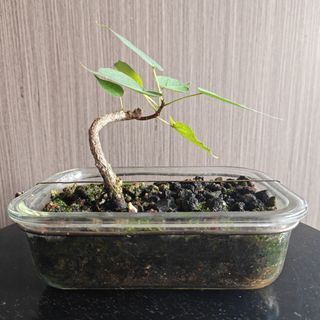 (Category: ) located in . Submitted by sgbonsai (Listing ID 1449363001, Image 1). Description: .