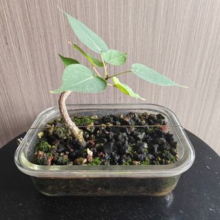 (Category: ) located in . Submitted by sgbonsai (Listing ID 1449363001, Image 1). Description: .