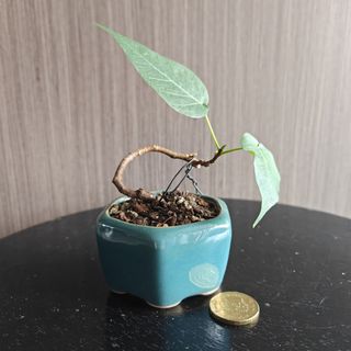(Category: ) located in . Submitted by sgbonsai (Listing ID 1449403681, Image 1). Description: .