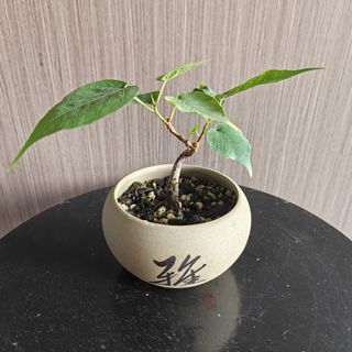 (Category: ) located in . Submitted by sgbonsai (Listing ID 1449403931, Image 1). Description: .