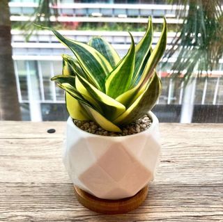 (Category: ) located in . Submitted by lushglassdoor (Listing ID 1449368997, Image 1). Description: .