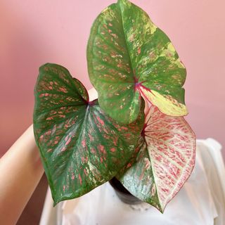 (Category: ) located in . Submitted by danichan_foliage (Listing ID 1449386175, Image 1). Description: .