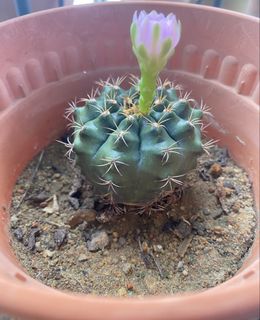 (Category: ) located in . Submitted by luckyspitz (Listing ID 1449402928, Image 1). Description: .