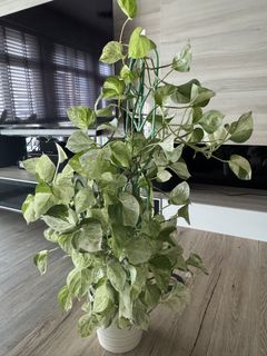 (Category: ) located in . Submitted by plantmum (Listing ID 1448116841, Image 1). Description: .