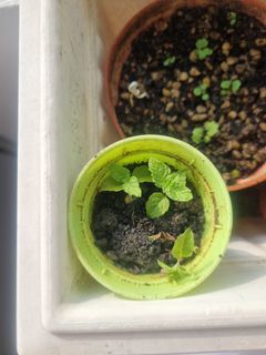 (Category: ) located in . Submitted by hbb_garnishgarden (Listing ID 1449417793, Image 1). Description: .