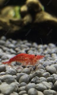 (Category: ) located in . Submitted by tenzen_aquatics (Listing ID 1449448602, Image 1). Description: .