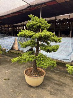 (Category: ) located in . Submitted by gardenfunfarm (Listing ID 1449487098, Image 1). Description: .
