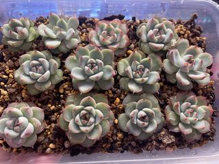 (Category: ) located in . Submitted by qq_garden (Listing ID 1446450483, Image 1). Description: .