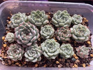 (Category: ) located in . Submitted by qq_garden (Listing ID 1445402159, Image 1). Description: .