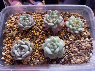 (Category: ) located in . Submitted by qq_garden (Listing ID 1440871847, Image 1). Description: .