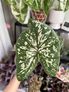 (Category: ) located in . Submitted by tinybalkonibloomz (Listing ID 1449500115, Image 1). Description: .