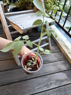 (Category: ) located in . Submitted by yellow.blue.leafing (Listing ID 1449440546, Image 1). Description: .