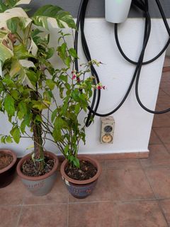 (Category: ) located in . Submitted by ngupta160 (Listing ID 1449746445, Image 1). Description: .