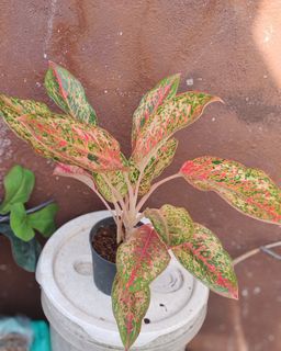 (Category: ) located in . Submitted by plantcorner (Listing ID 1449698930, Image 1). Description: .