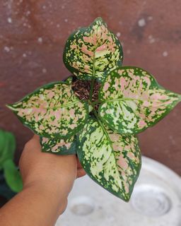 (Category: ) located in . Submitted by plantcorner (Listing ID 1449698792, Image 1). Description: .