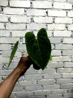 (Category: ) located in . Submitted by rumahanthu (Listing ID 1449685802, Image 1). Description: .