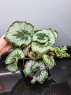 (Category: ) located in . Submitted by hmflowers (Listing ID 1449606398, Image 1). Description: .