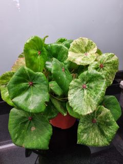(Category: ) located in . Submitted by hmflowers (Listing ID 1449613713, Image 1). Description: .