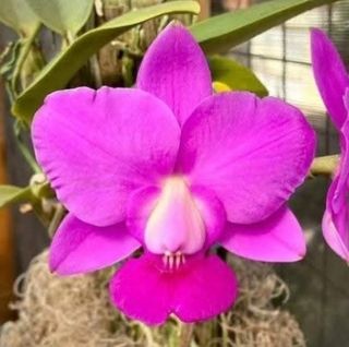 (Category: ) located in . Submitted by juliusng (Listing ID 1449650142, Image 1). Description: .