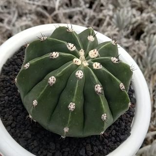 (Category: ) located in . Submitted by reizhee (Listing ID 1449667497, Image 1). Description: .