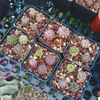 (Category: ) located in . Submitted by midnight_garden (Listing ID 1449540644, Image 1). Description: .