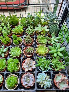 (Category: ) located in . Submitted by hmflowers (Listing ID 1449606737, Image 1). Description: .