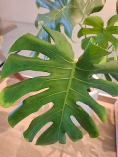 （分類：）位於 。 由 yukichua85 提交（商品編號 1449561821，圖片 1）。簡介： 。