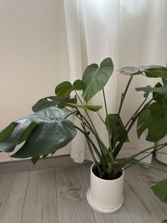 （分類：）位於 。 由 wisetiger-bcae98 提交（商品編號 1449540364，圖片 1）。簡介： 。
