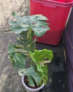 (Category: ) located in . Submitted by plantcorner (Listing ID 1449698152, Image 1). Description: .