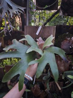 （分類：）位於 。 由 PlantFever 提交（商品編號 1449537509，圖片 1）。簡介： 。