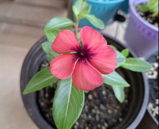 (Category: ) located in . Submitted by kew_plants_n_stuff (Listing ID 1443706056, Image 1). Description: .